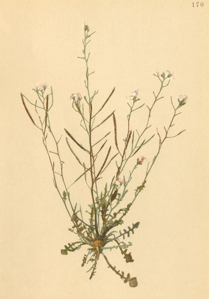 ALPENFLORA ALPINE FLOWERS. Arabis arenosa Scop-Sand-Gänsekresse 1897 old print